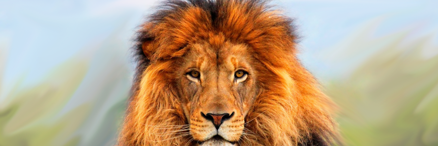 PeacefulRoar's profile banner image