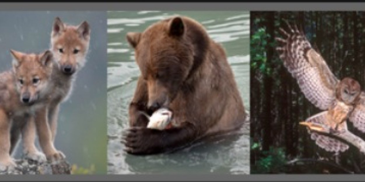VoteWilderness's profile banner image
