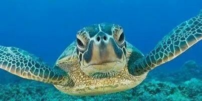 Middleton Science banner