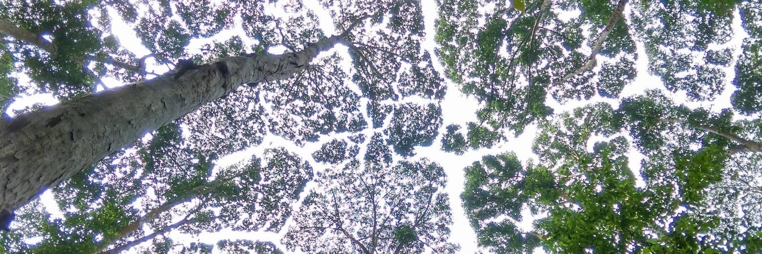 Santonio Tanderas banner