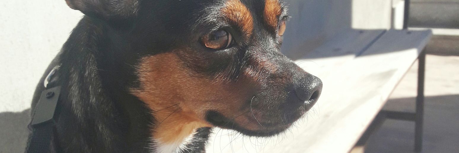 hoolieputaama's profile banner image