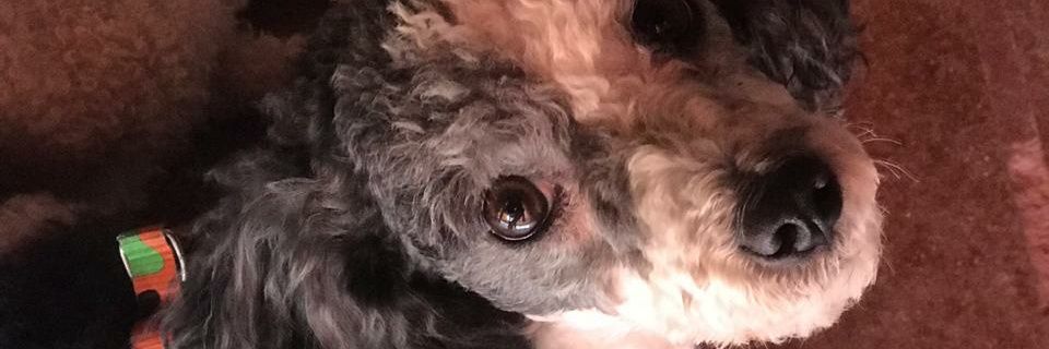 _naaniceledon's profile banner image