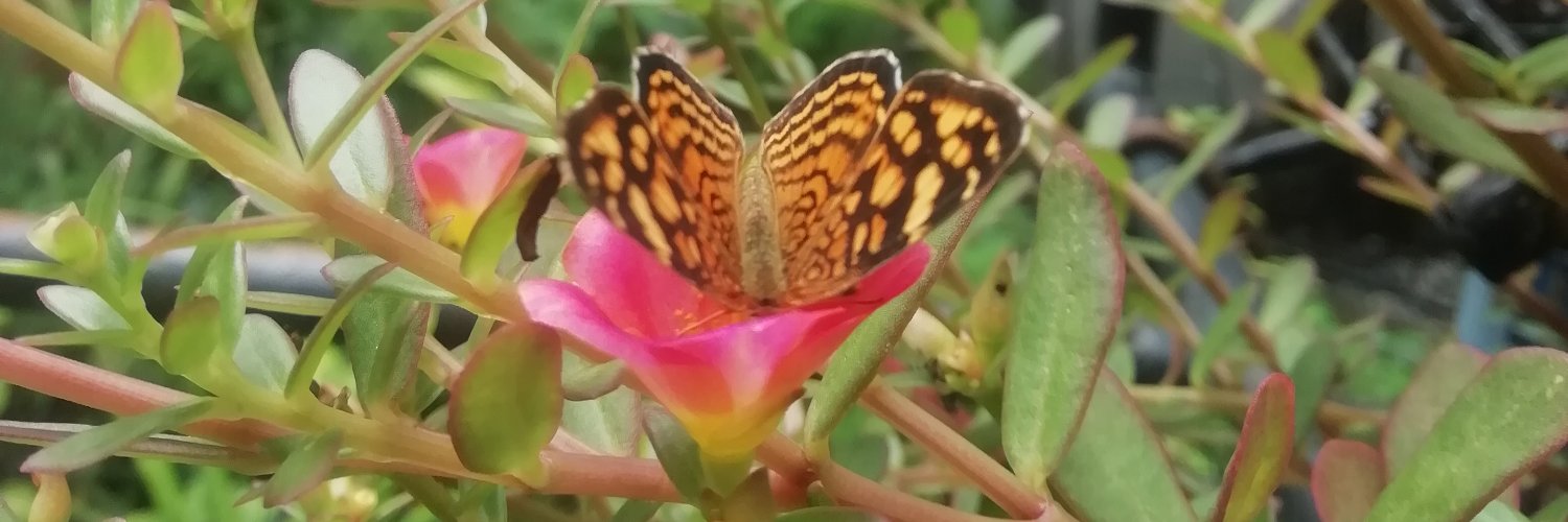oliliamedranda's profile banner image