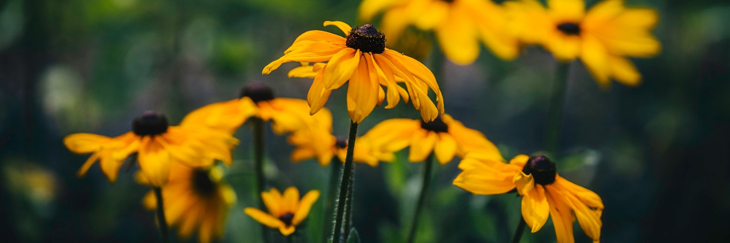 Ellery Higgins - Phydeaux86 banner