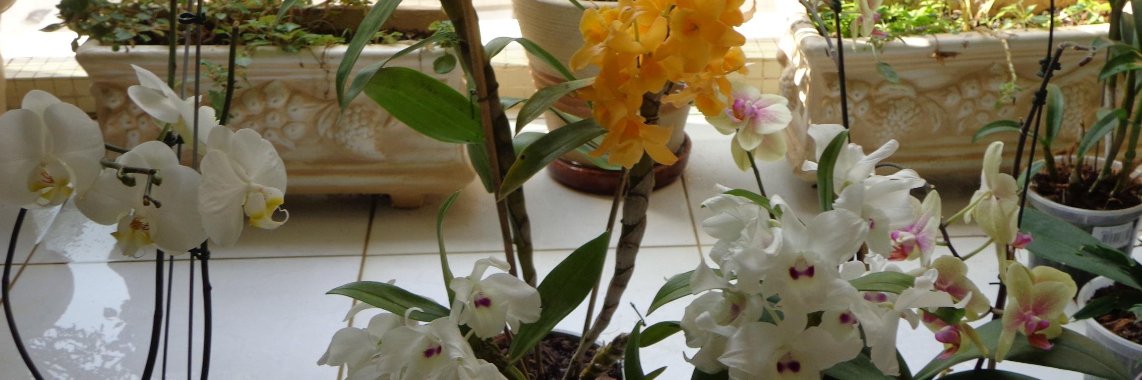annepfreitas's profile banner image