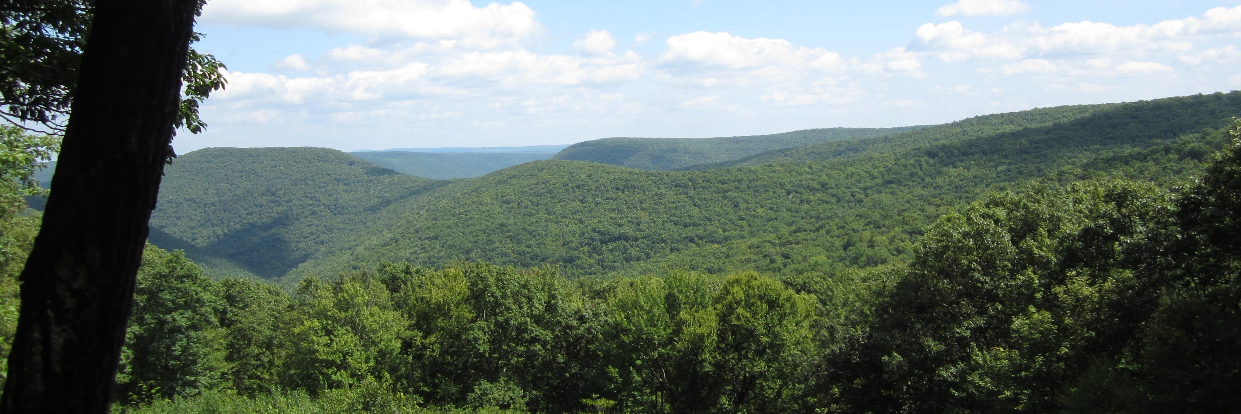 TreeBeardGear's profile banner image