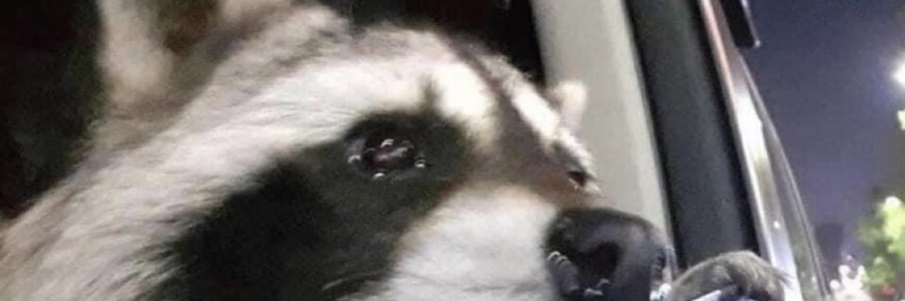 pelleinadd's profile banner image