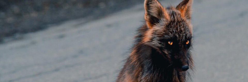 ROMEROAXLISRA's profile banner image