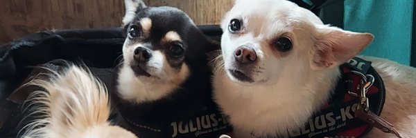 zoggle79 Profile Banner