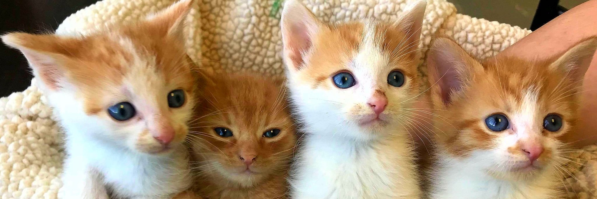 HSYCPUPSKITS's profile banner image
