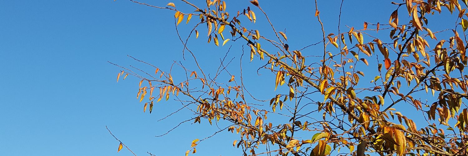 adreanoven's profile banner image
