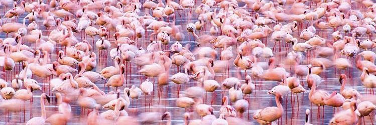 startupflamingo's profile banner image