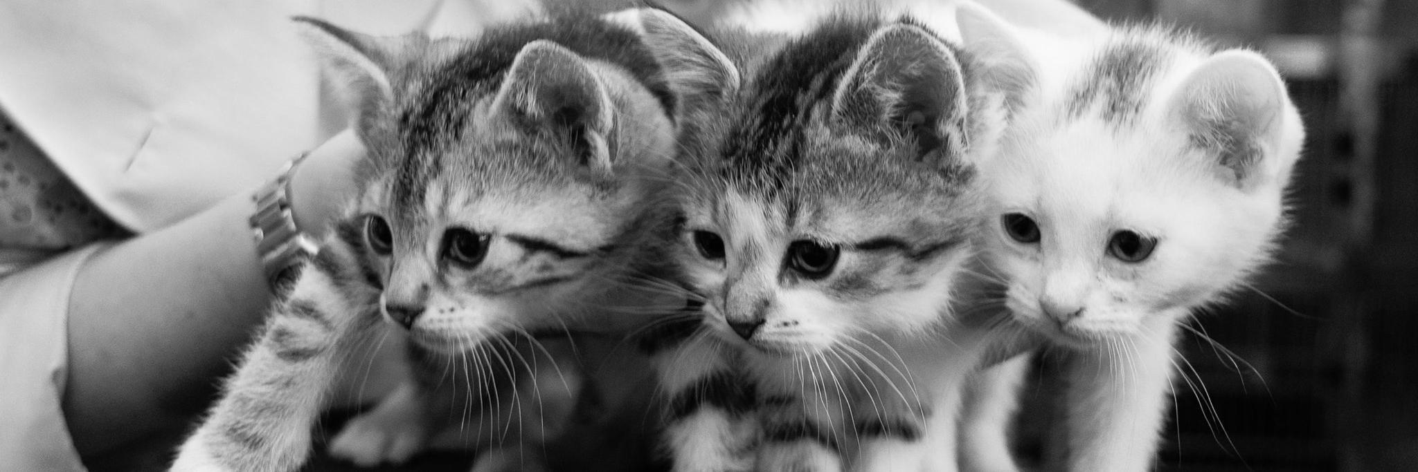 harlemcats's profile banner image