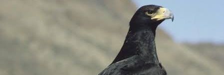 TheEagles90's profile banner image