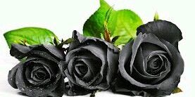 Arlina herlin bahana banner