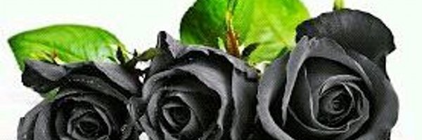 linaw360 Profile Banner