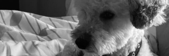 MercedesCalima's profile banner image