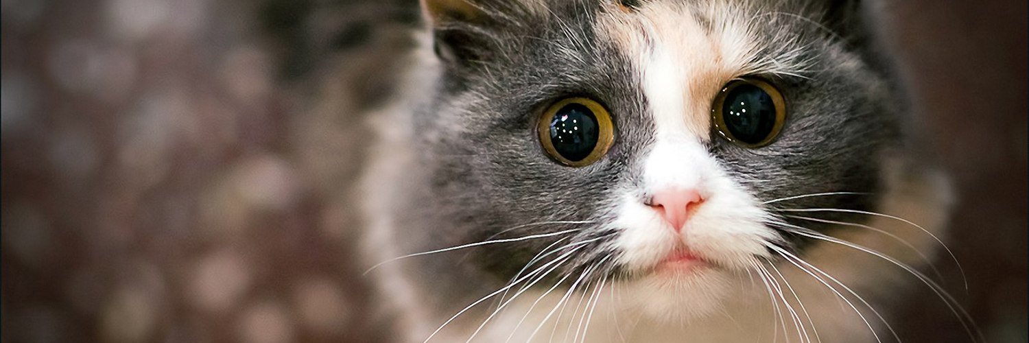 qawbi's profile banner image
