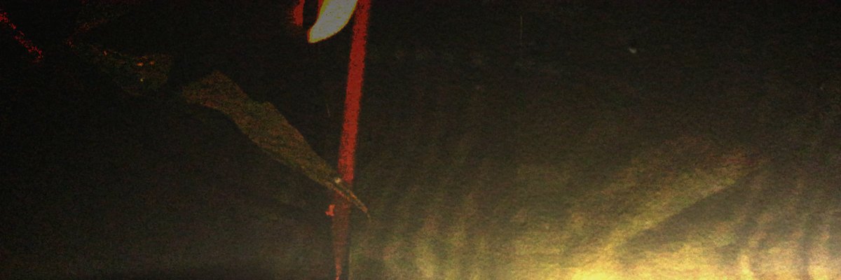 BitterBotanical's profile banner image