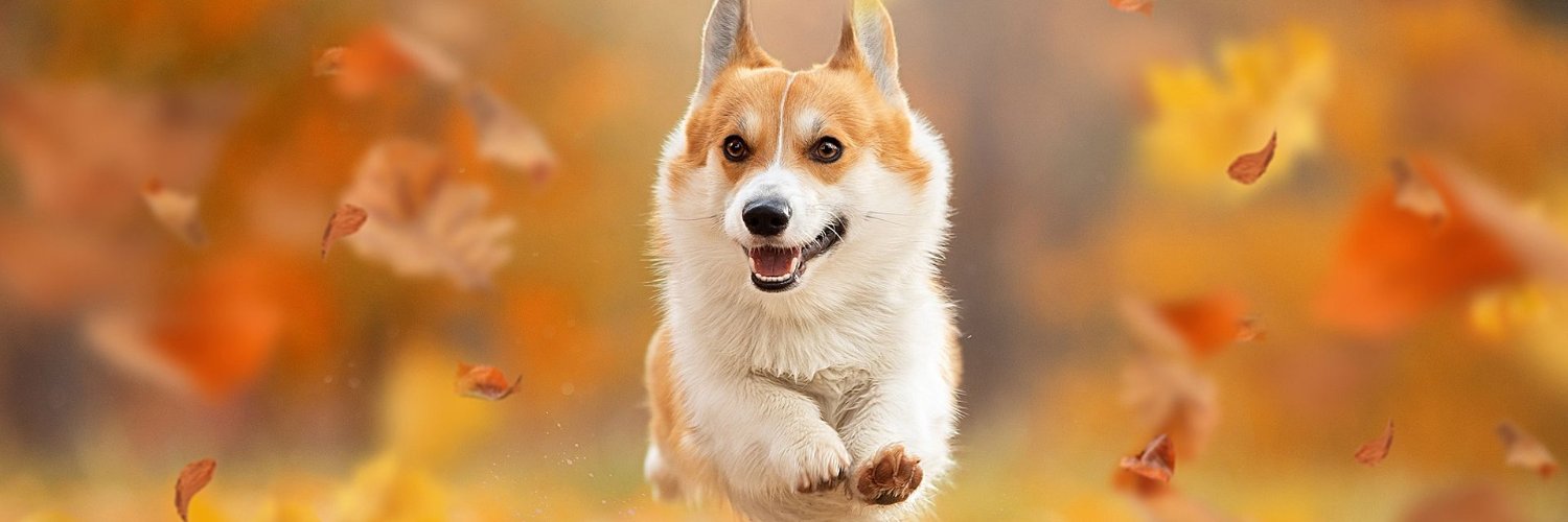 SillyPantsOne's profile banner image