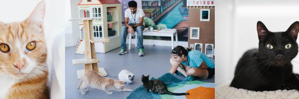 CatTownOak Profile Banner