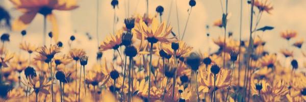 maNiccuh's profile banner image