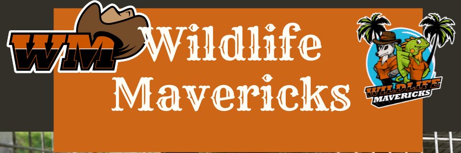 wildMavericks's profile banner image