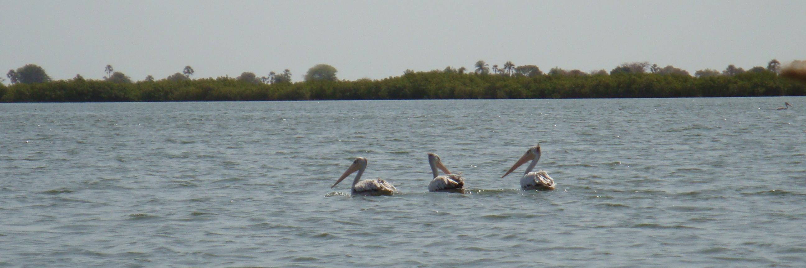 Nathalie Terrades banner