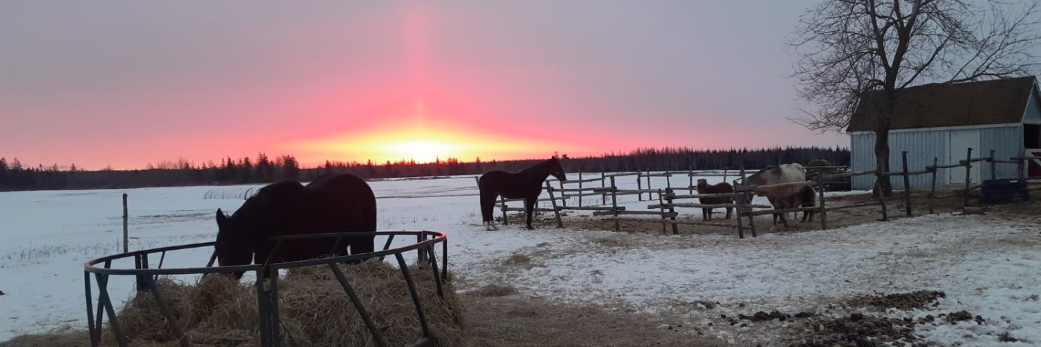 EquineSunshine's profile banner image
