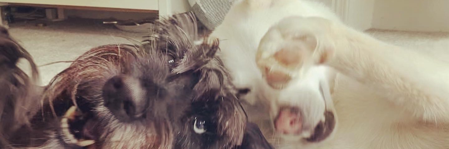 GeishaPunk's profile banner image