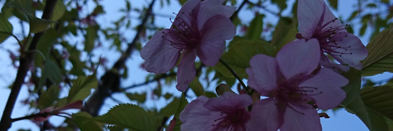 lucemolle's profile banner image