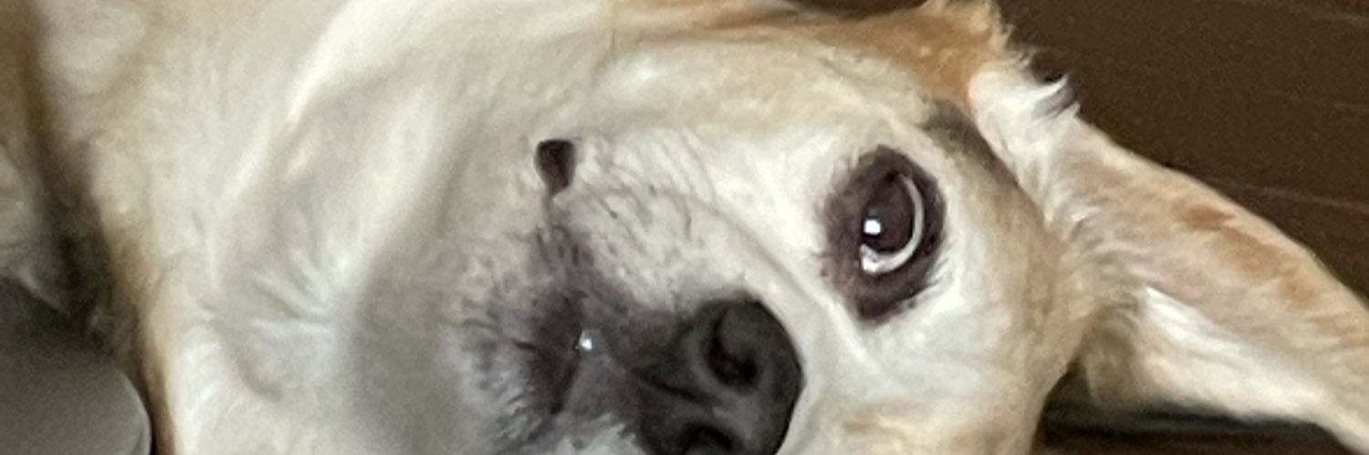 yakinikubee's profile banner image