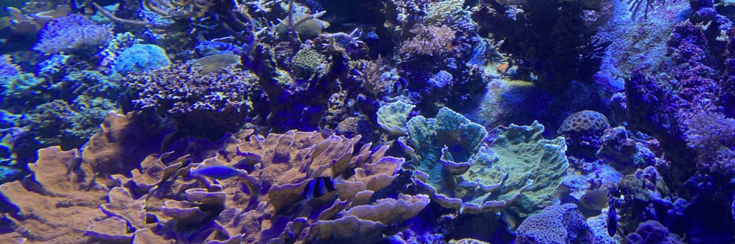 syapom511's profile banner image