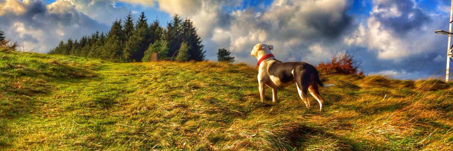 skyeles's profile banner image