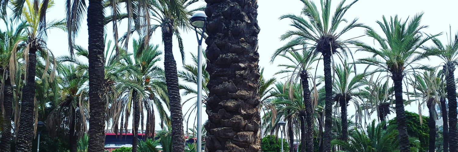 NoSenseMiracle✨ banner