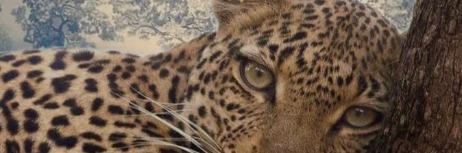 juliette03.01 banner