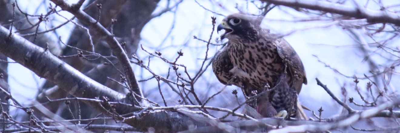 たすくさん banner