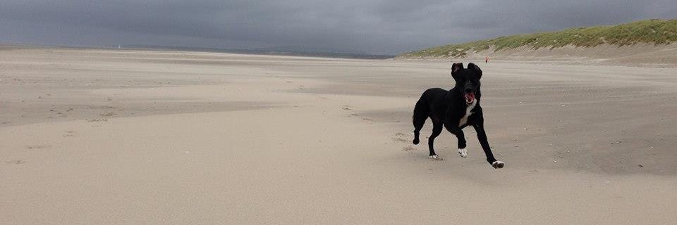 PepaTheDog banner