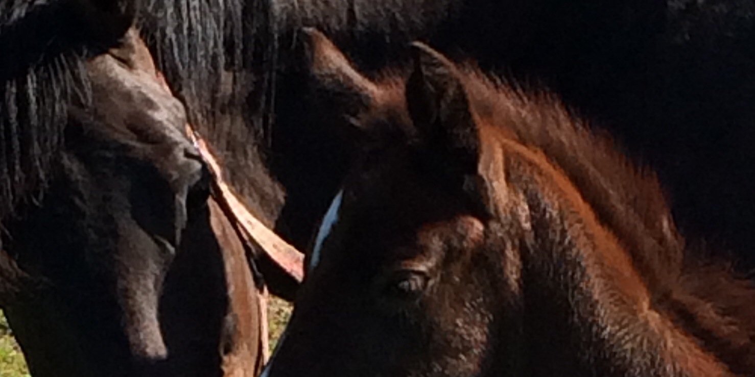 BGS Sport Horses banner