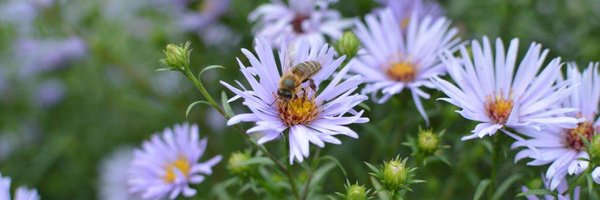 anthonylt53 Profile Banner