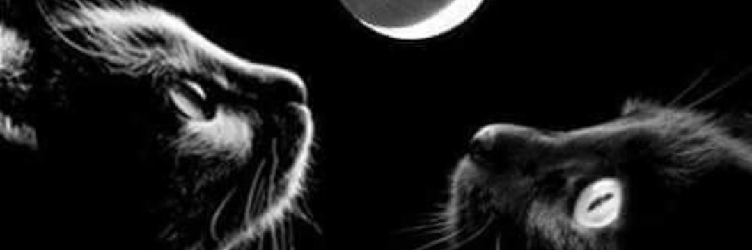 fernanditamoya's profile banner image