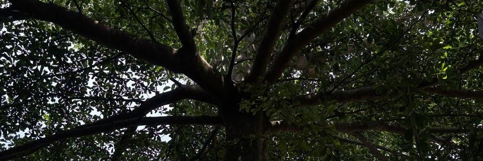 Ratu_Marmutt's profile banner image