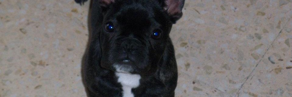 thepomiku's profile banner image