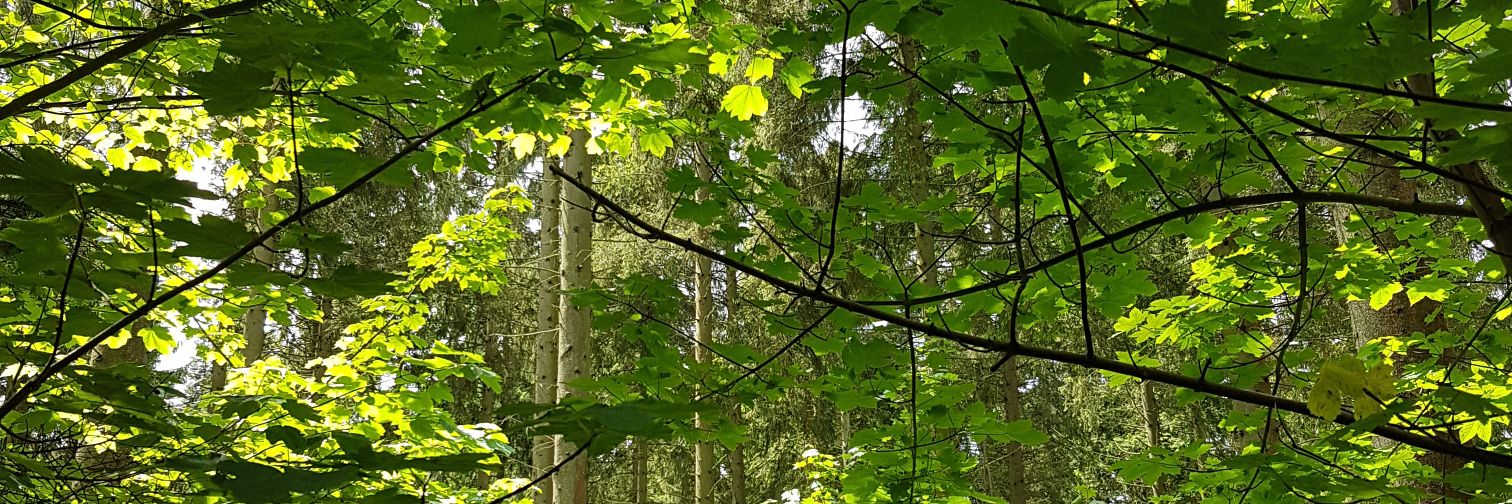 Isabel Clouting banner
