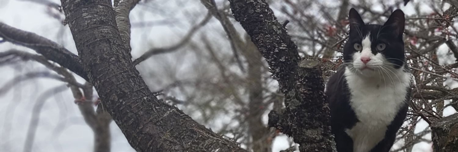 norinorideth's profile banner image