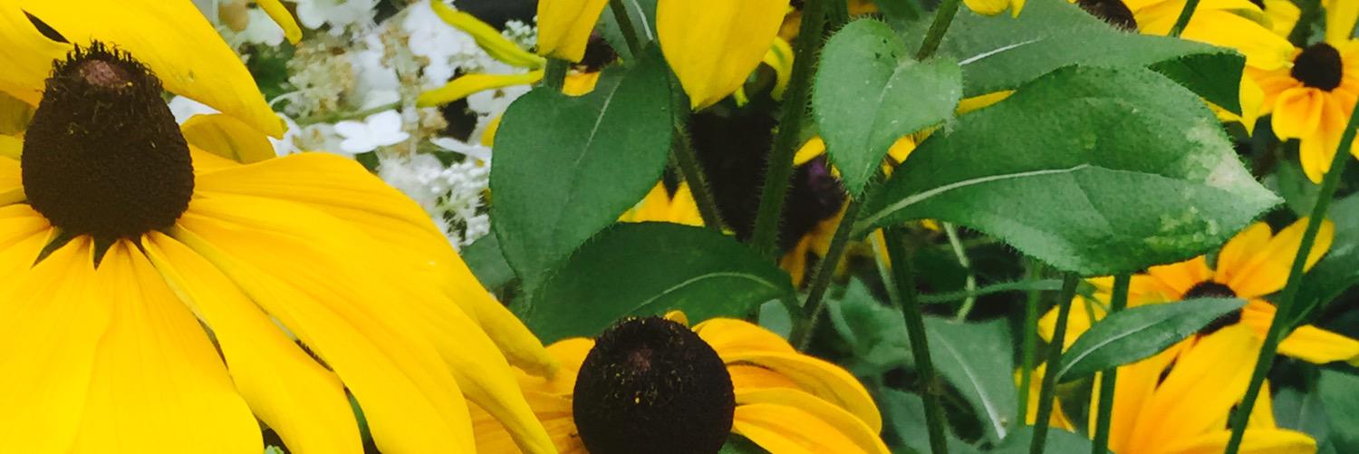 servaysays's profile banner image