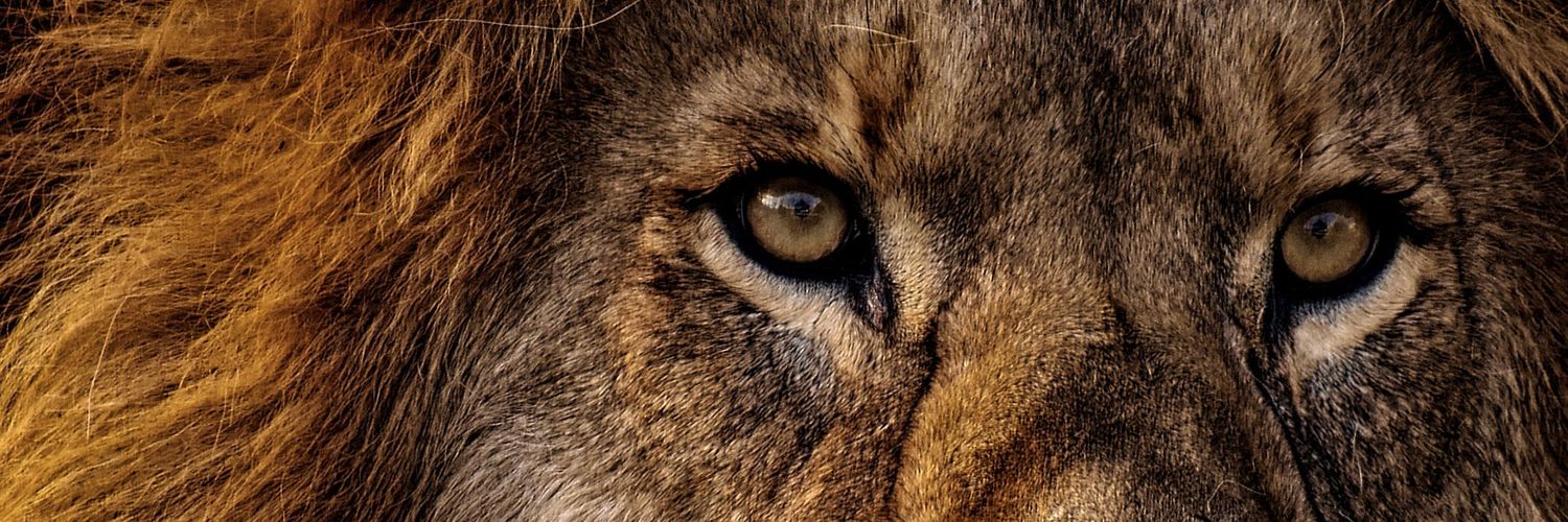 selimkec's profile banner image