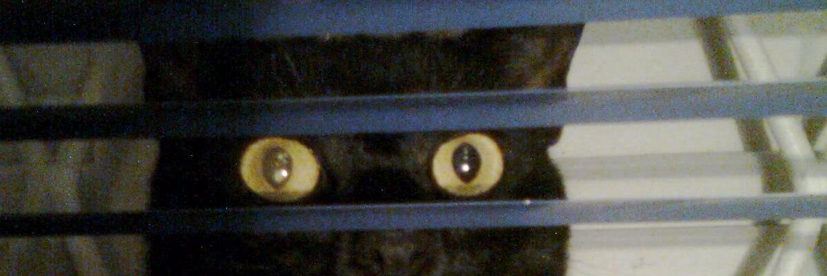 larribu's profile banner image