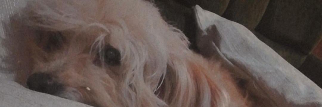 dlverag's profile banner image