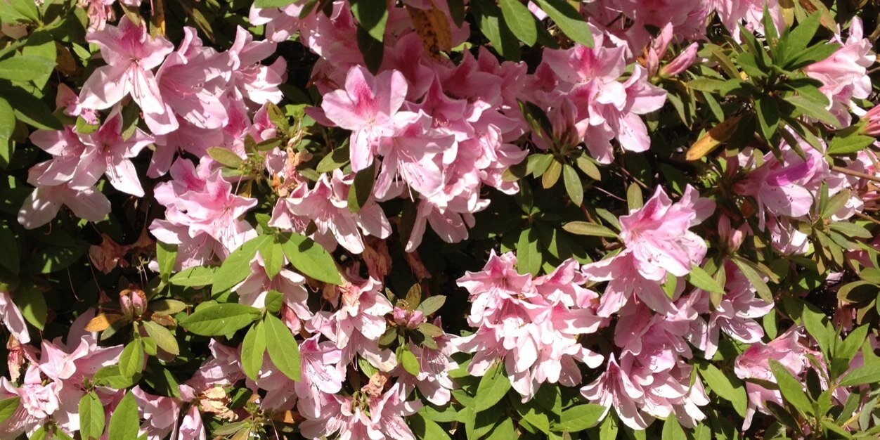 abmarie143's profile banner image